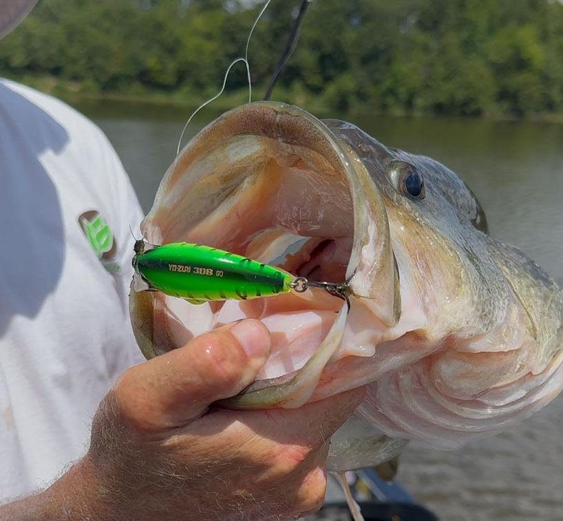 catachingbass-Sponsor002